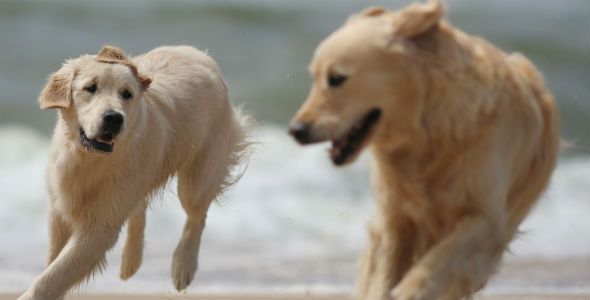 Viaja seguro con tu mascota en vacaciones Viaja seguro con tu mascota en vacaciones