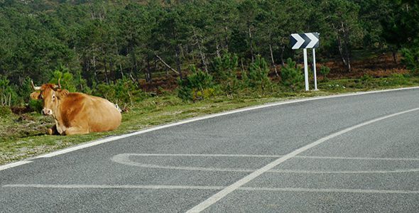 Cómo evitar los accidentes de tráfico con animales Cómo evitar los accidentes de tráfico con animales
