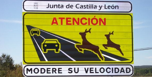 Los conductores, culpables en los accidentes con animales de caza Los conductores, culpables en los accidentes con animales de caza