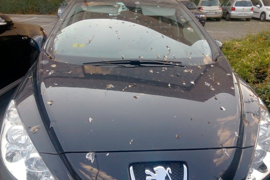 Cómo limpiar las cagadas de pájaros del coche (guía rápida) Cómo limpiar las cagadas de pájaros del coche (guía rápida)