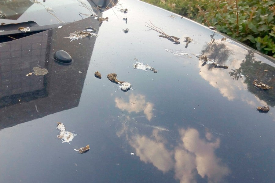 Tener el coche limpio y la pintura protegida con ceras evita que estas manchas sean imborrables.
