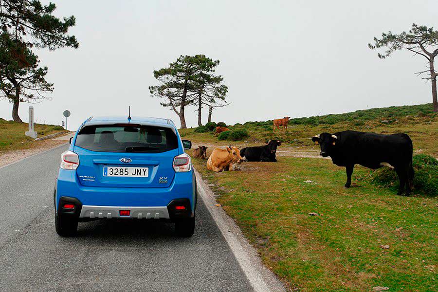 ¿Qué animales provocan más accidentes de coche? ¿Qué animales provocan más accidentes de coche?