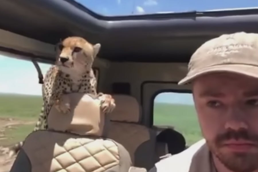 Un guepardo asalta el interior de un coche en pleno safari Un guepardo asalta el interior de un coche en pleno safari