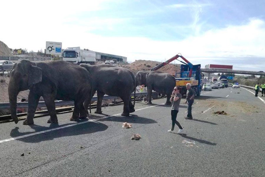 Varios elefantes sueltos invaden una carretera en Albacete Varios elefantes sueltos invaden una carretera en Albacete