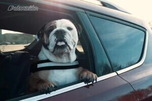 Cómo viajar con tu perro o gato en el coche y evitar multas de hasta 500  euros