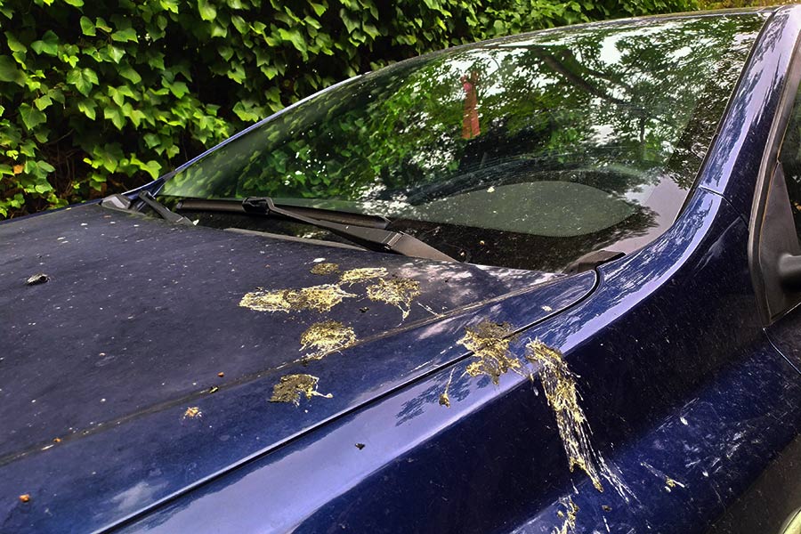 Guía rápida sobre cómo limpiar las cagadas de pájaros del coche