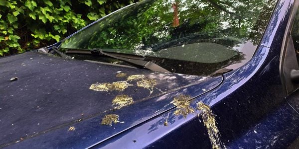 Cómo limpiar cágadas del pájaro del coche