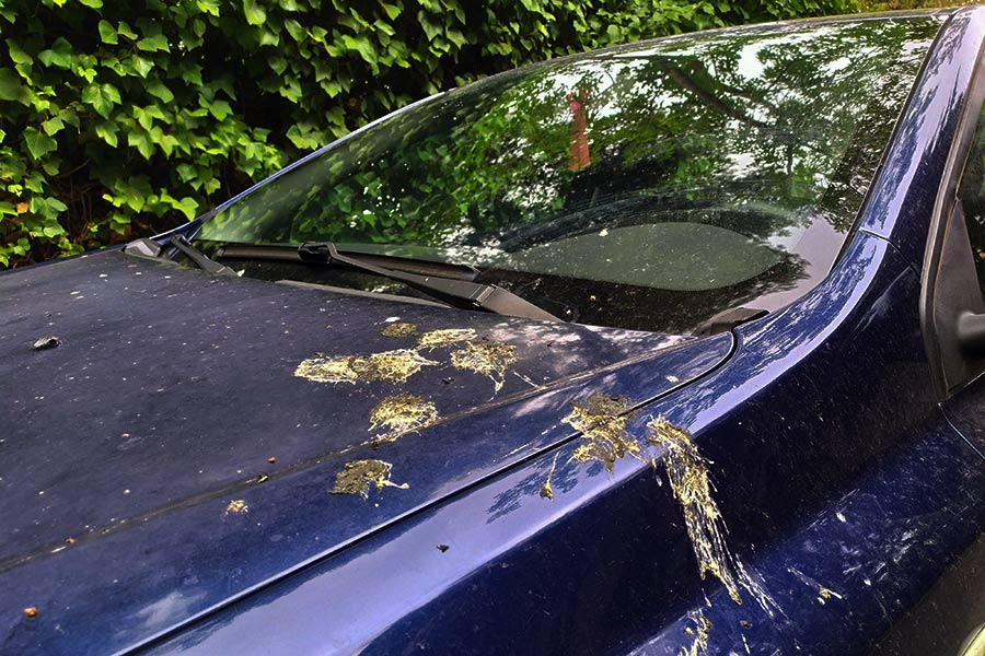Resumen de 16+ artículos como quitar la resina del coche [actualizado