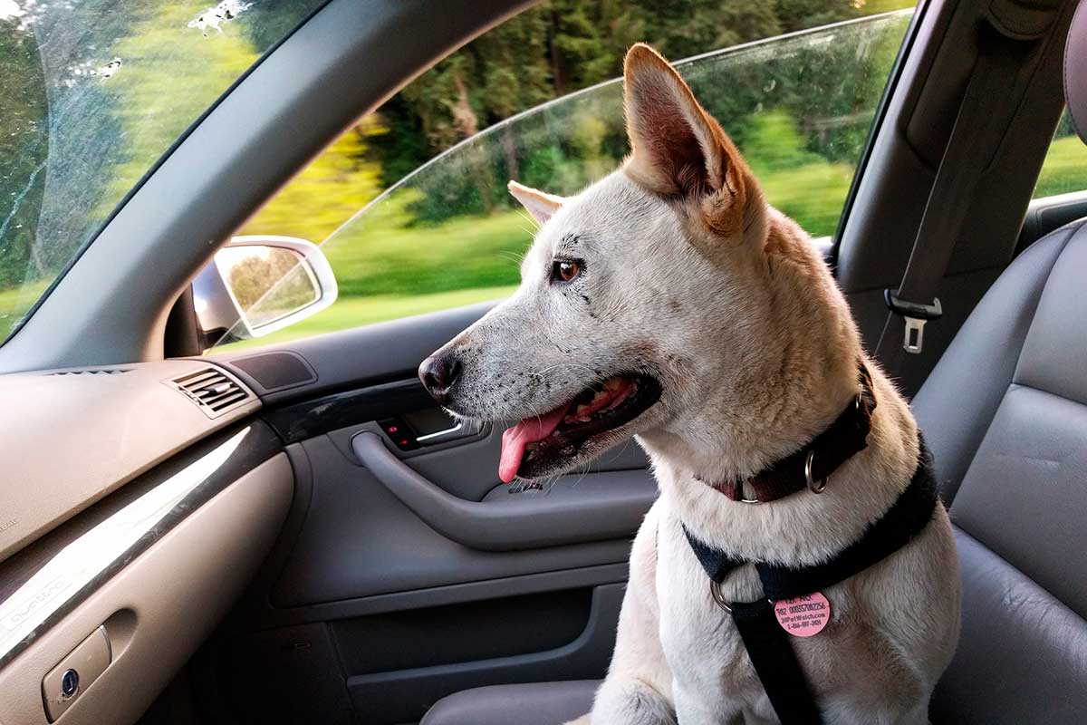 Los peligros de dejar a tu perro dentro del coche ¡hasta 54 grados!