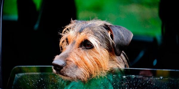 Un perro en un coche