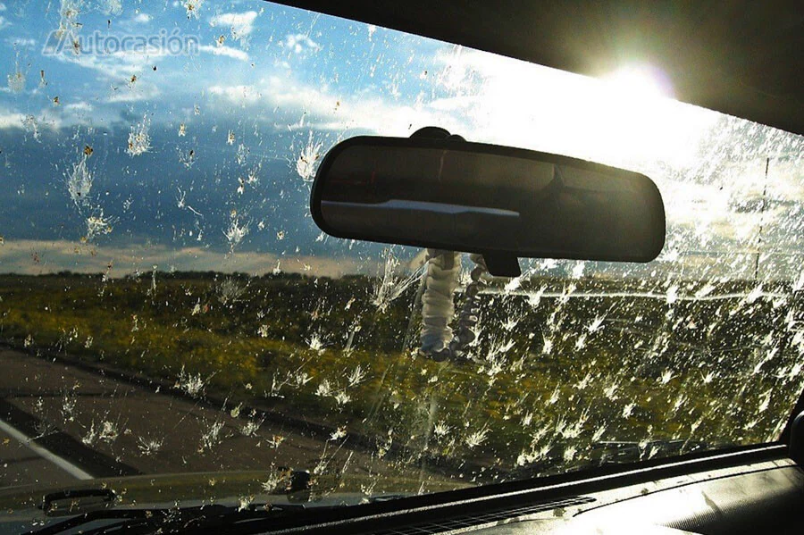 El 'fenómeno del parabrisas': ¿por qué cada vez se estrellan menos insectos  en el frontal del coche?